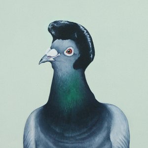 ½ Dove - ½ Pigeon