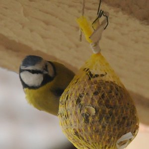 Avatar for Vogelgeluiden