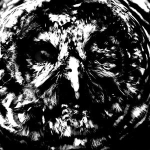Ectorotica [Explicit]