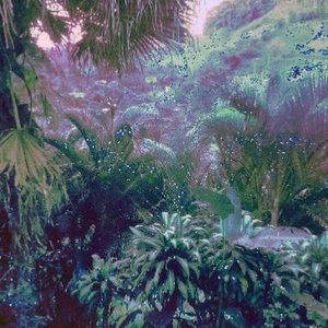 LOFI JUNGLE 的头像