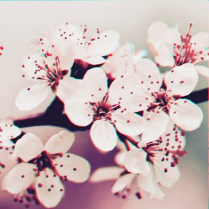 bloom