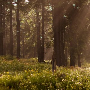The Forest at Dawn