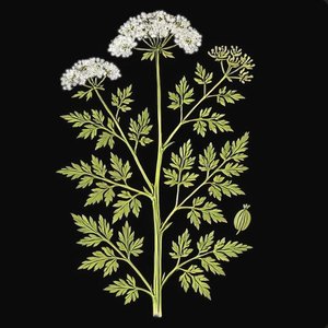 Hemlock