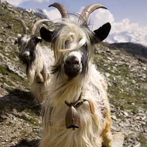 Belled goats in the outskirts of Assiros 的头像