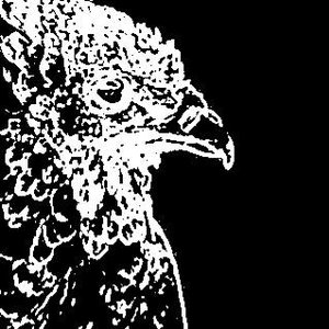 One Torn Eagle 的头像