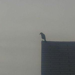 The Skies