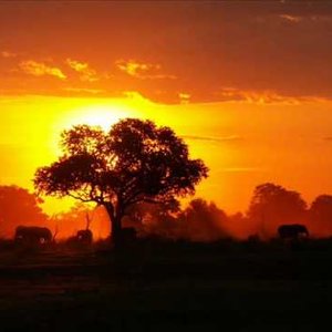 African Tribal Orchestra 的头像