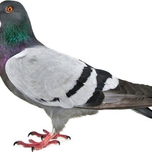 Talking to Birds