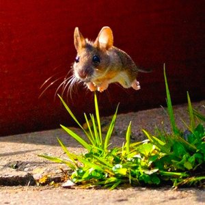 100% Mouse