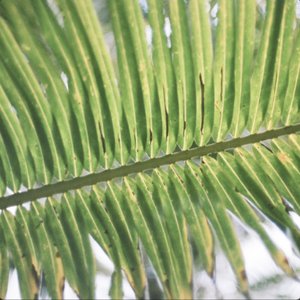 Chinua - Single