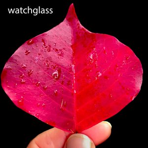 Watchglass