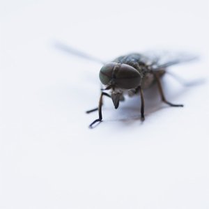 Change (In the House of Flies)