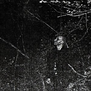 The Epitome of the End of the Cavernous Forestry