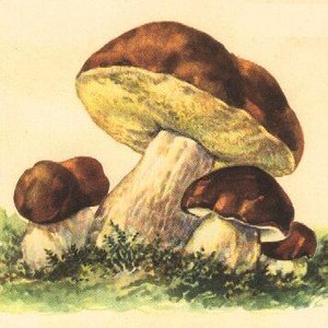 Image for 'Opera LEśna'