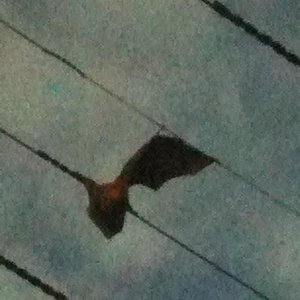 BATPISS (Cassette)