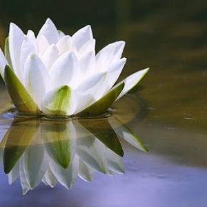 Avatar für Madre Kwan Yin