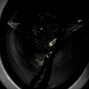 These Are Songs, You're A Fuckwit So I Pissed Up Your Nostrils & In Your Ears