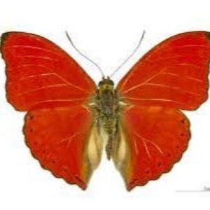Avatar for Alexander Brown, 2001