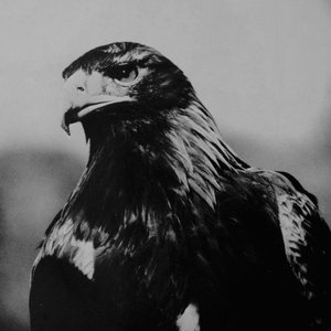 Avatar for Wandering Bird