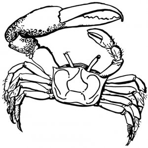 Krabbe