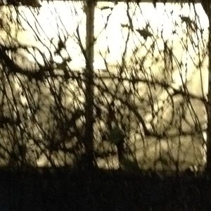 The Pleasure Garden