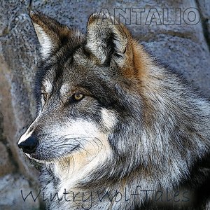 Wintry WolfTales