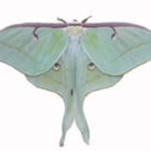Moth Masque 的头像