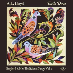 Turtle Dove