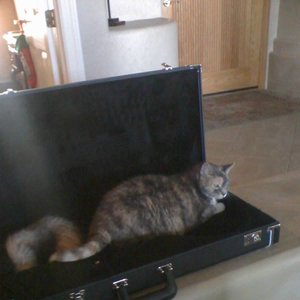 an actual housecat 的头像