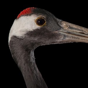 The Crane EP