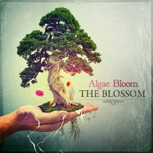 The Blossom