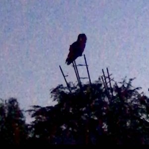 Puppet and Petersburg