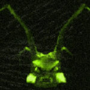 Avatar for Pupae