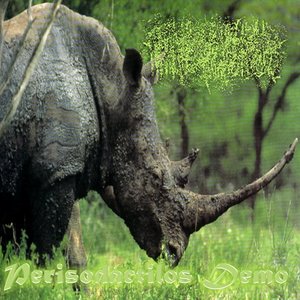 Rhinocerotidae 的头像