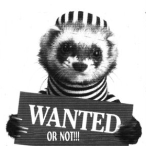 Bass Weazal photo provided by Last.fm