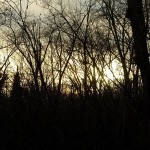 The Woods
