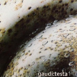 Gaudi : Testa 的头像