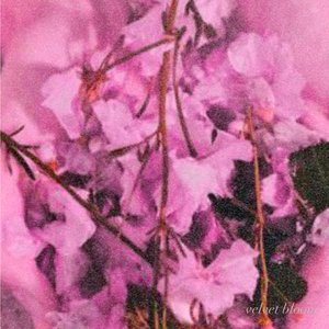 velvet bloom
