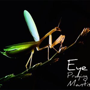 Eye Praying Mantis 的头像