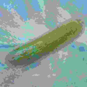 Cucumber