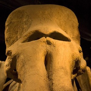 “Mamut Mamojeb”的封面