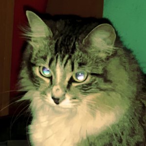 Avatar for Brau