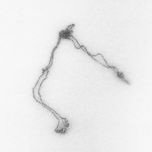 Toxoplasma - Single
