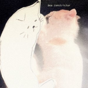 Boa Constrictor
