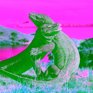Komodo Dragon