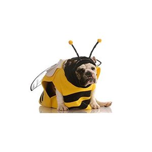 Sad Dogs in Halloween Costumes