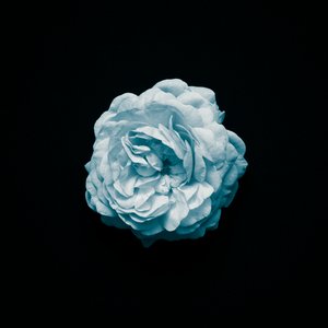 Abloom
