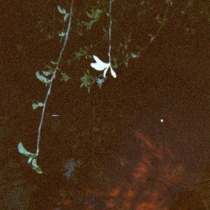 song for lily