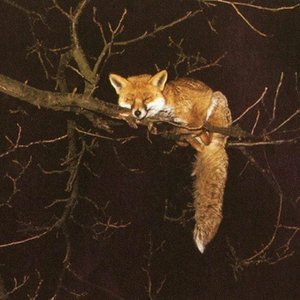 wtfoxsay7 的头像