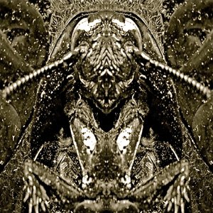 The Ootheca Mirror
